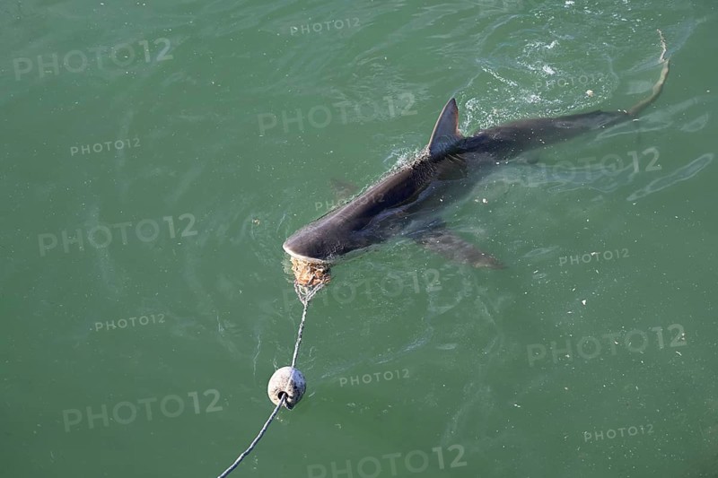 Bronze or copper shark (Carcharhinus brachyurus), lured with a bait, cage diving, near Gaansbai, Western Cape Province, South Africa, Africa