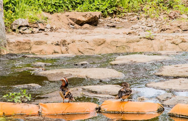 One male and one female mandarin duck on orange sandbags in a small stream in South Korea