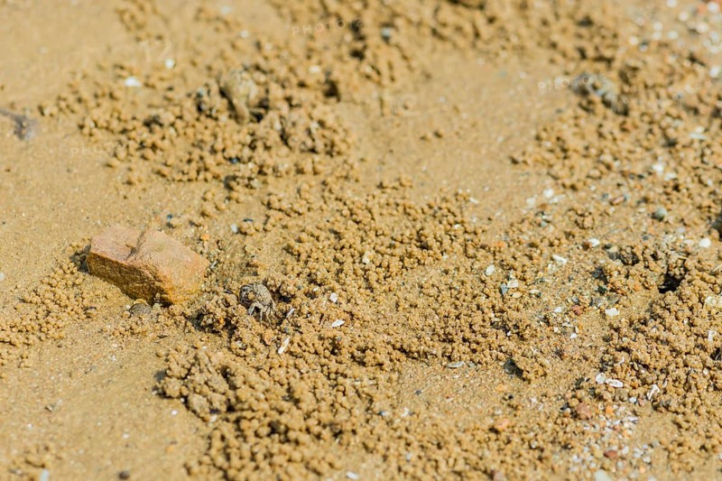 Small sand crab coming out of hole in sandy beach near brown rock