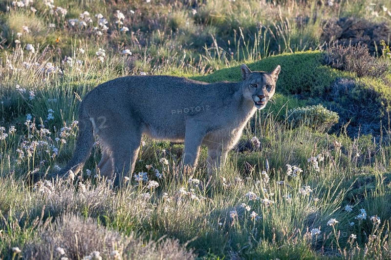 Cougar (Cougar concolor), silver lion, mountain lion, cougar, panther, small cat, Torres del Paine National Park, Patagonia, end of the world, Chile, South America