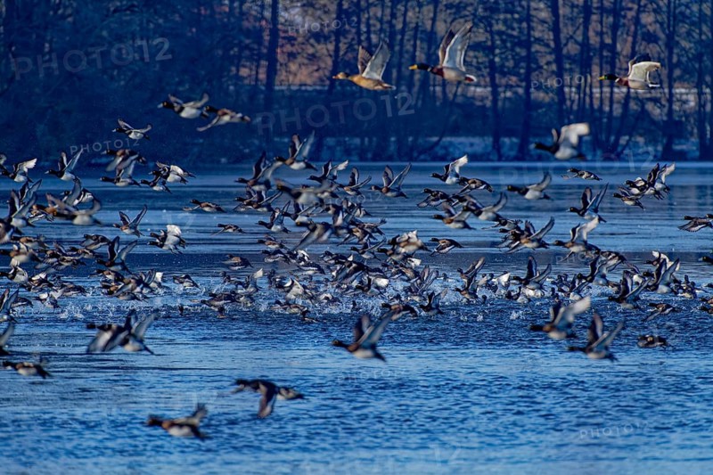 A flock of tufted duck (Aythya fuligula) and mallards (Anas platyrhynchos), take-off from the water, flight, winter, Wismar, Mecklenburg-Western Pomerania, Germany, Europe