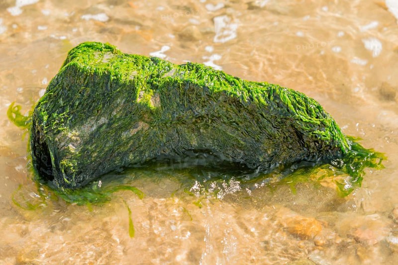 Large rock covered with green seaweed in ocean water at the beach