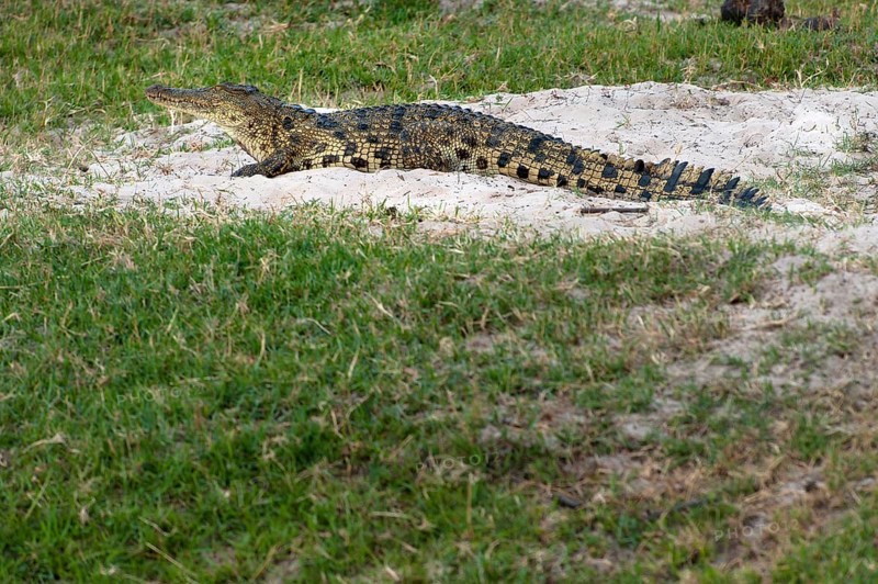 Nile crocodile (Crocodylus niloticus), crocodile, river, safari, travel, wildlife, free-living, dangerous, wild animal, wilderness, steppe, Chobe National Park, Botswana, Africa