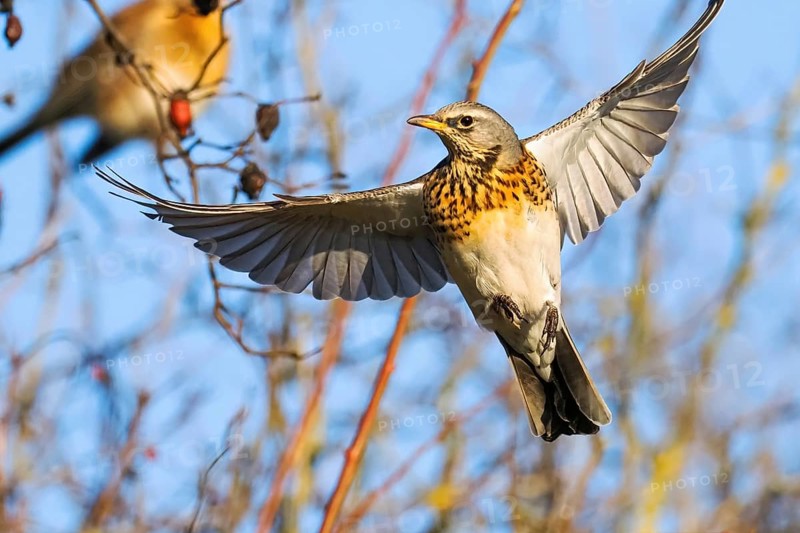 Fieldfare (Turdus pilaris) approaching, frontal view, Hesse, Germany, Europe