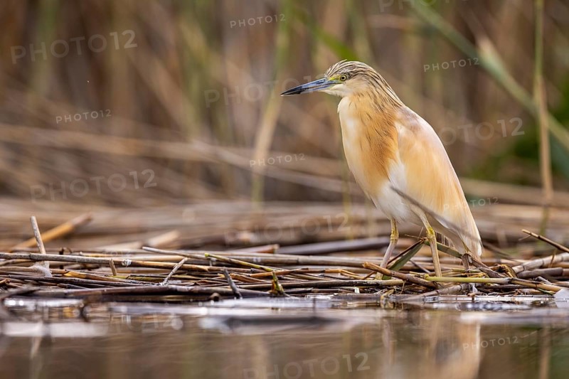 Squacco heron (Ardeola ralloides), at the edge of a reed bed, El Taray wetland, Castilla-La Mancha, Spain, Europe
