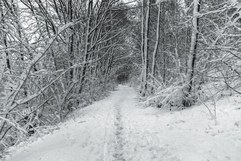 A snow-covered forest path leads between trees with heavy snow loads, Wuppertal Vohwinkel, North Rhine-Westphalia, Germany, Europe