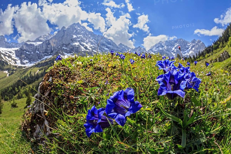 Blue gentian (Gentiana alpina) in front of mountains in backlight, close-up, Engalm, Karwendel Mountains, Tyrol, Austria, Europe