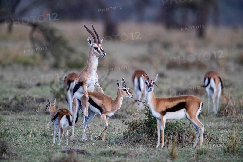 Thomson's gazelle (Gazella thomsoni) Masai Mara Kenya
