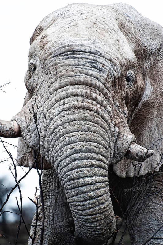White African elephant (Loxodonta africana) in Etosha National Park, white from salt pan dust, animal, wild, free living, wilderness, safari, Namibia, South West Africa, Africa