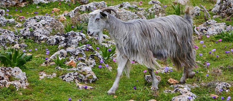 Long-haired grey goat (caprae) standing between stones and greenery, Aradena Gorge, Aradena, Sfakia, Crete, Greece, Europe