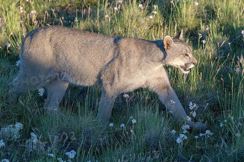Cougar (Cougar concolor), silver lion, mountain lion, cougar, panther, small cat, Torres del Paine National Park, Patagonia, end of the world, Chile, South America
