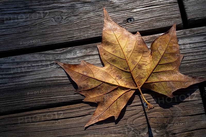 Autumn leaf seen from above on a rustic wooden slats background