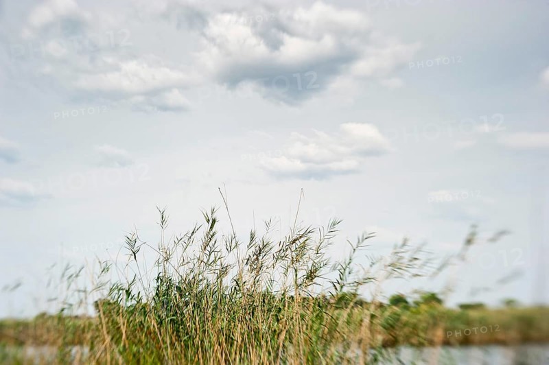Grasses at the Kwando River in BwaBwata National Park, nature, puristic, blurred, movement, river landscape, sky, clouds, pale, journey, Namibia, Africa