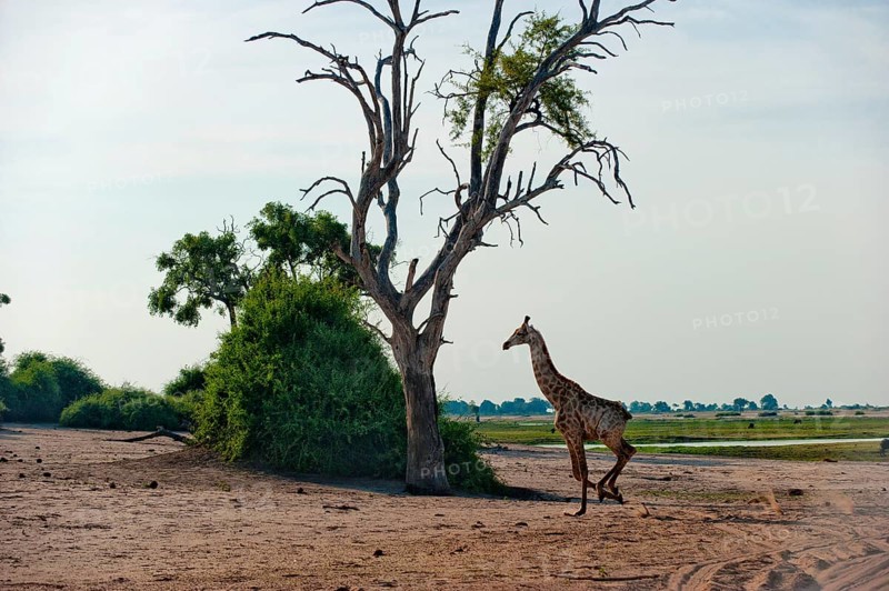 Angolan giraffe (Giraffa angolensis), running, running, running, animal, ungulate, travel, destination, safari, tree, dry, climate, wilderness, Chobe National Park, Botswana, Africa