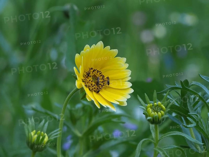 Insects fetching nectar from flower