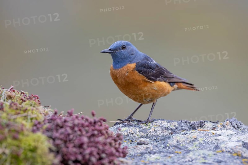 Common rock thrush (Monticola saxatilis), male, Castile-Leon province, Picos de Europa, Spain, Europe