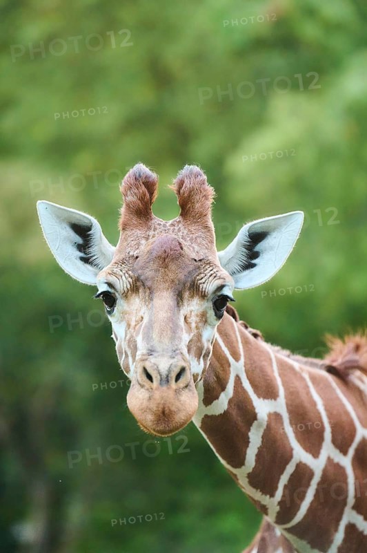 Reticulated giraffe (Giraffa camelopardalis reticulata), portrait, captive, Germany, Europe
