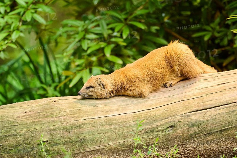 Ethiopian dwarf mongoose (Helogale hirtula), lying on a tree trunk, Bavaria, Germany, Europe