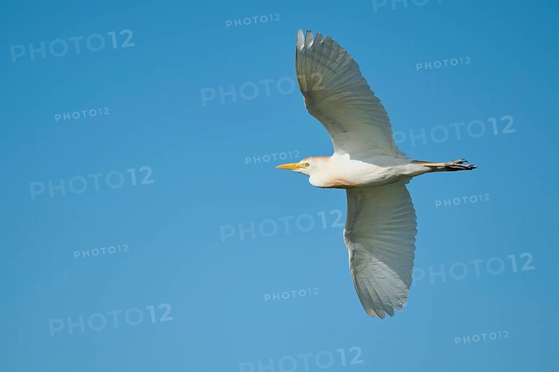 Cattle egret (Bubulcus ibis) flying in the sky, Parc Naturel Regional de Camargue, France, Europe