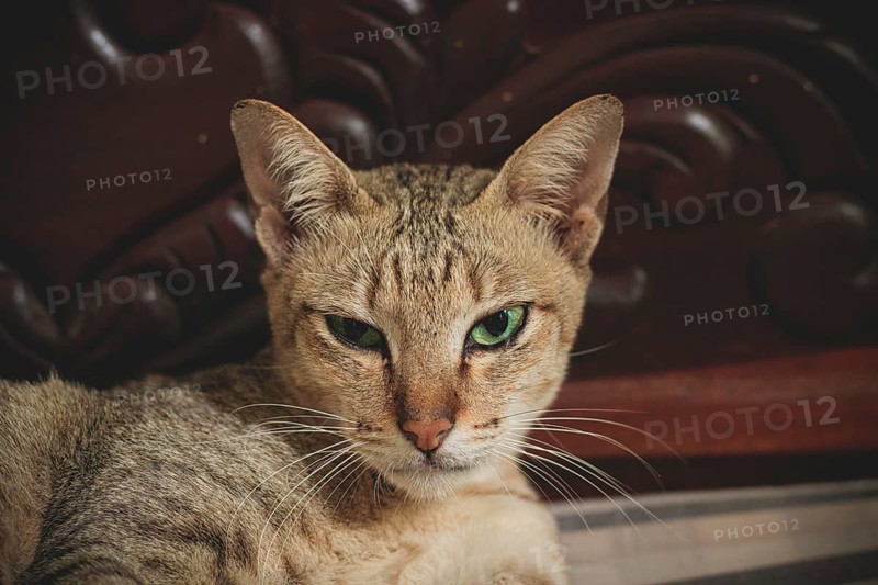 A pet cat resting on an ornate wooden furniture with a serious expression