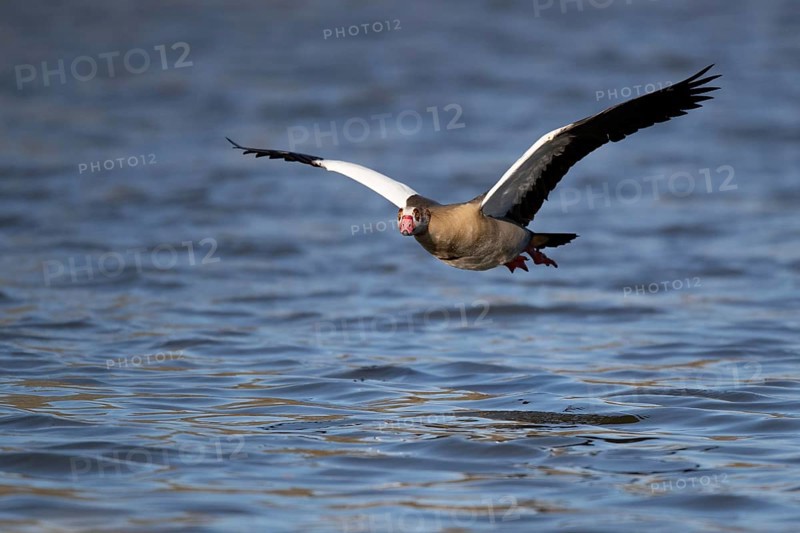 A Egyptian goose flying over a lake, Lake Kemnader, Ruhr area, North Rhine-Westphalia, Germany, Europe