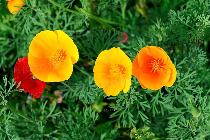Mallows (Malva), yellow marguerites (Leucanthemum), poppy flowers (Papaver rhoeas), Baden-Wuerttemberg, Germany, Europe