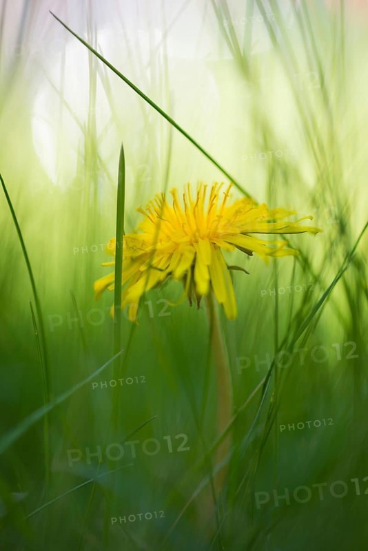 A single yellow dandelion between blades of grass, common dandelion (Taraxacum sect. Ruderalia) in a meadow, blurred background with sunspot, bokeh, Lueneburg Heath, Lower Saxony, Germany, Europe