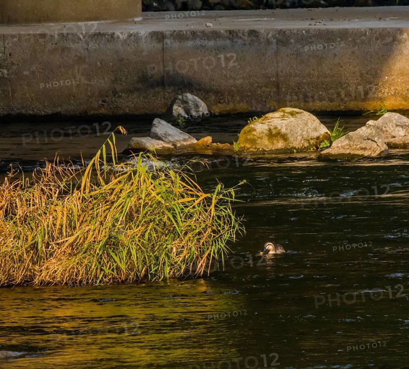 Spot-billed duck next to a green bush in a flowing river near a bridge pylon
