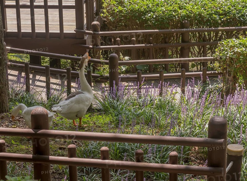 Goose and gander together in garden of lilac flowers in public park