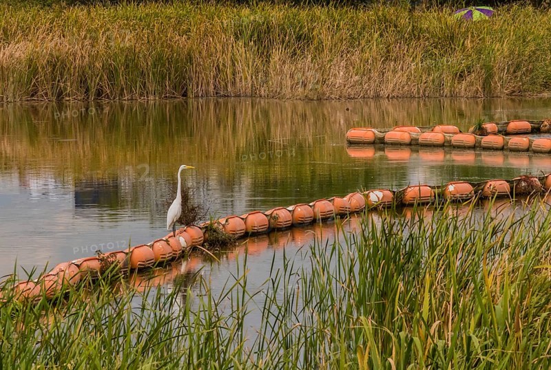 White egret standing on orange float in river with tall reeds on the riverbank and a green and maroon umbrella protruding from the reeds