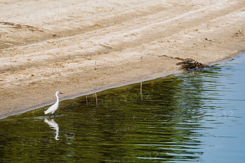 Snowy Egret hunting for food in shallow water near the shore of a lake