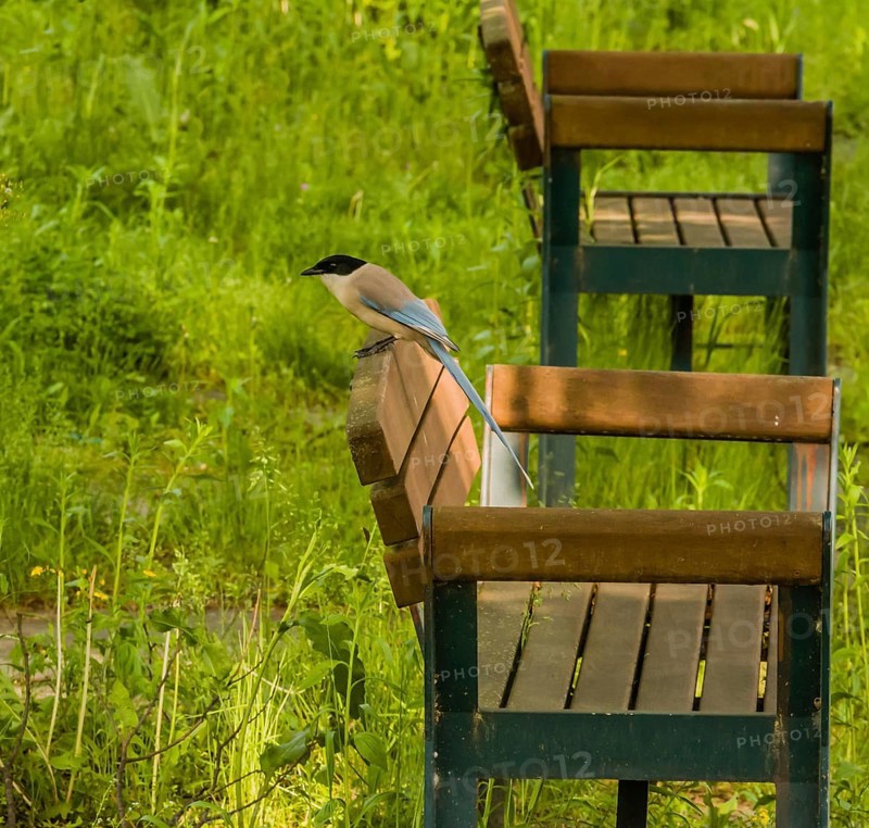 Azure-winged magpie perched on back of park bench in pubic park with lush green grass blurred in background