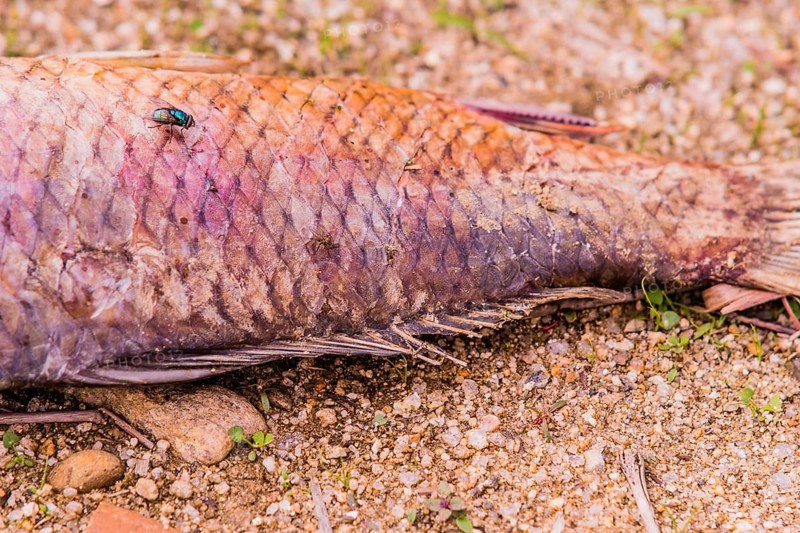 Closeup of fly feasting on the carcass of dead fish laying on the ground next to a black fishing net