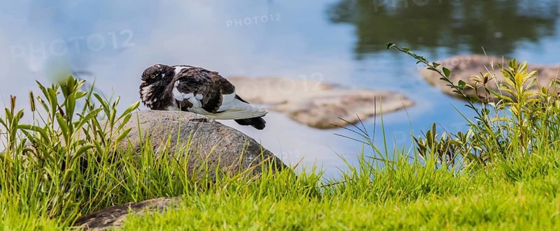 Gray and white rock pigeon sitting on boulder at edge of pond with trees reflected in the water