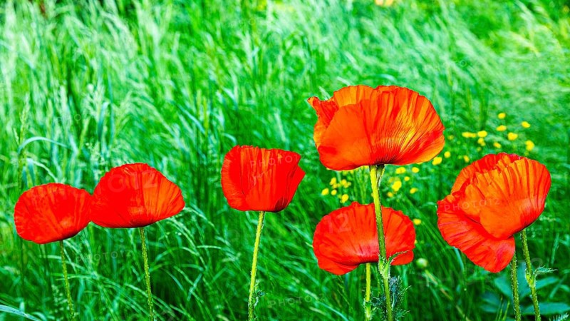 Red flowers of the Turkish poppy (Palaver orientale), Botanical Garden, Munich, Upper Bavaria, Bavaria, Germany, Europe