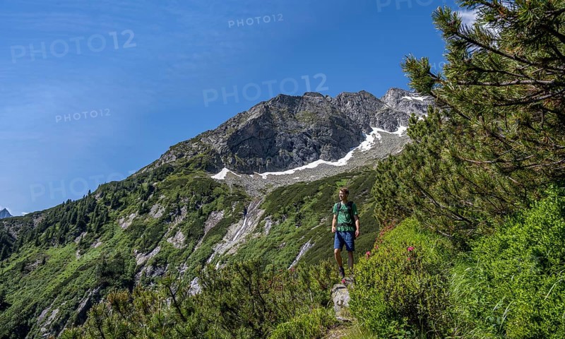 Mountaineer on a hiking trail through mountain pines, Berliner Hoehenweg, behind Schoenlahnerkopf summit, Zillertal Alps, Tyrol, Austria, Europe