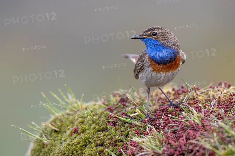 Bluethroat (Luscinia svecica), male, on shrub, Castilla y Leon province, Picos de Europa, Spain, Europe