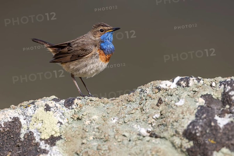Bluethroat (Luscinia svecica), male, on stone, Castilla y Leon province, Picos de Europa, Spain, Europe