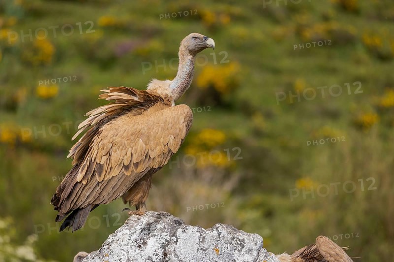 Griffon vulture (Gyps fulvus), on rock, Castile-Leon province, Picos de Europa, Spain, Europe