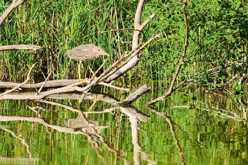 Black-crowned night-heron (Nycticorax nycticorax) hunting on an old tree trunk at the edge of the water, Bavaria, Germany, Europe