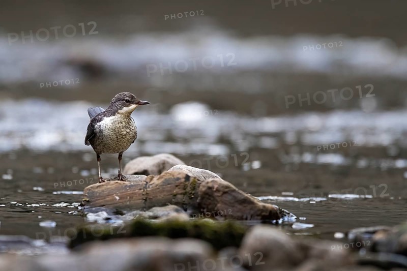 A dipper hunting, Hoennetal, Sauerland, North Rhine-Westphalia, Germany, Europe