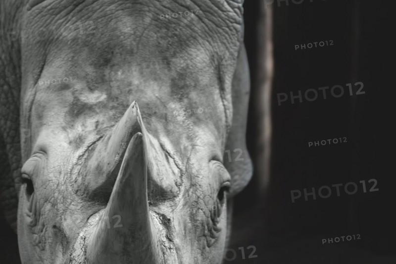 Close-up of a rhinoceros head in black and white, emphasising the texture of the skin and the horn, Allwetterzoo Muenster, Muenster, North Rhine-Westphalia, Germany, Europe