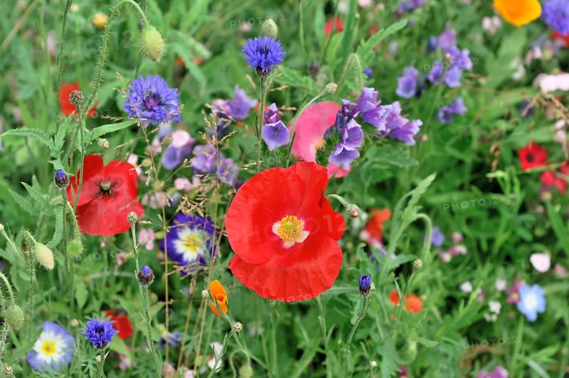 Colourful flower meadow, Schwaebisch Gmuend, Baden-Wuerttemberg, Germany, Europe
