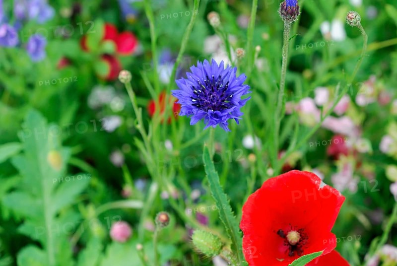 Cornflowers (Centaurea cyanus), yarrow (Achillea), mallow (Malva), yellow daisies (Leucanthemum), poppy (Papaver rhoeas), Baden-Wuerttemberg, Germany, Europe