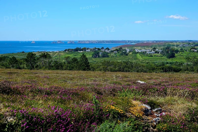 Heath landscape between Cap de la Chevre and Morgat, behind Pointe de Pen Hir with the rocks Les Tas de Pois, Crozon peninsula, Finistere department, Brittany region, France, Europe