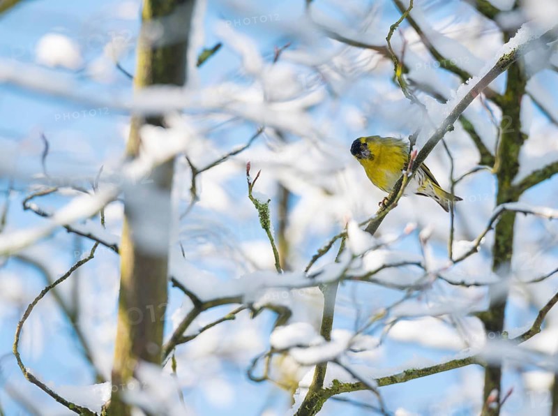 Eurasian siskin (Carduelis spinus) male, yellow plumage, sitting on a branch and looking at the camera through snow-covered tree branches, branches of a snowy mespilus (Amelanchier lamarckii) in winter with frost, snow, buds, Lower Saxony, Germany, Europe