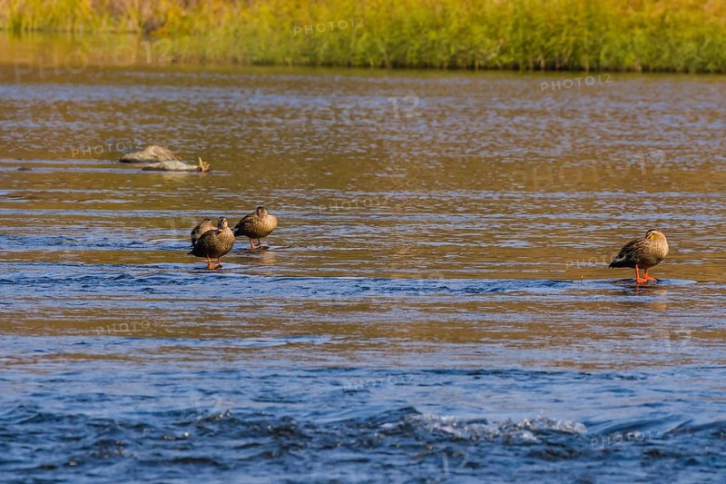 Four spot-billed ducks in shallow water in a flowing river with grass on shore in background