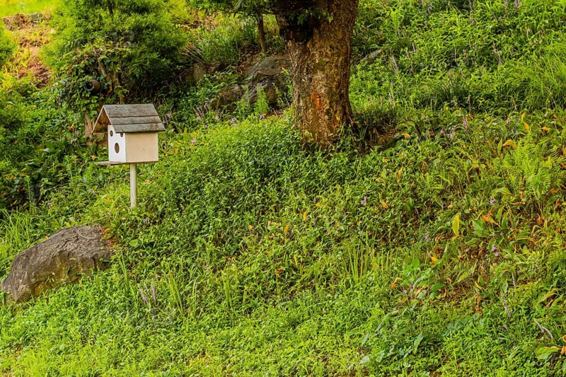 Wooden birdhouse on white pole next to boulder in front of tree on grassy hillside