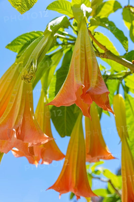 Orange-flowered angel trumpets (Brugmansia) against a blue sky in Sant'ilario, Elba, Tuscan Archipelago, Tuscany, Italy, Europe