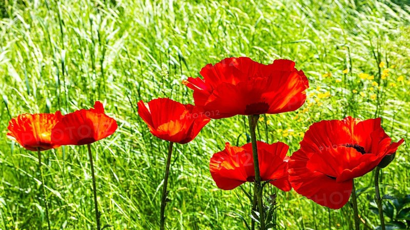 Red flowers of the Turkish poppy (Palaver orientale), Botanical Garden, Munich, Upper Bavaria, Bavaria, Germany, Europe